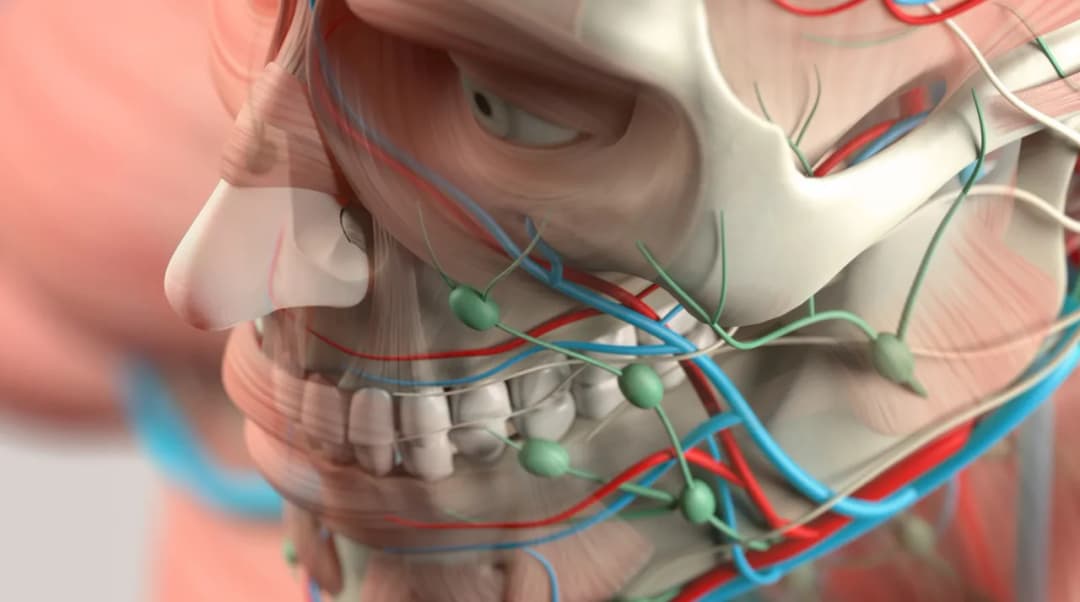 Kości na twarzy: anatomia i wpływ na wygląd twarzoczaszki