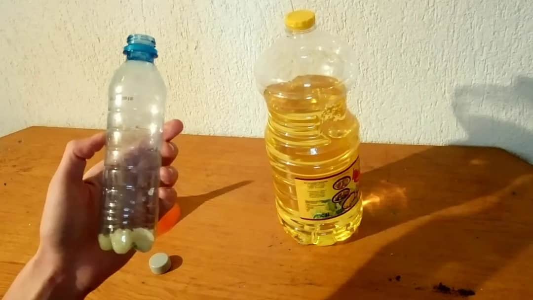 Jak zrobić olejek czosnkowy dla gołębi – zdrowie i witalność ptaków