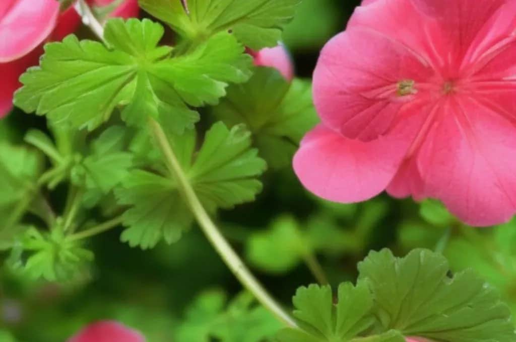 Jak zrobić samemu olejek z geranium i cieszyć się jego korzyściami