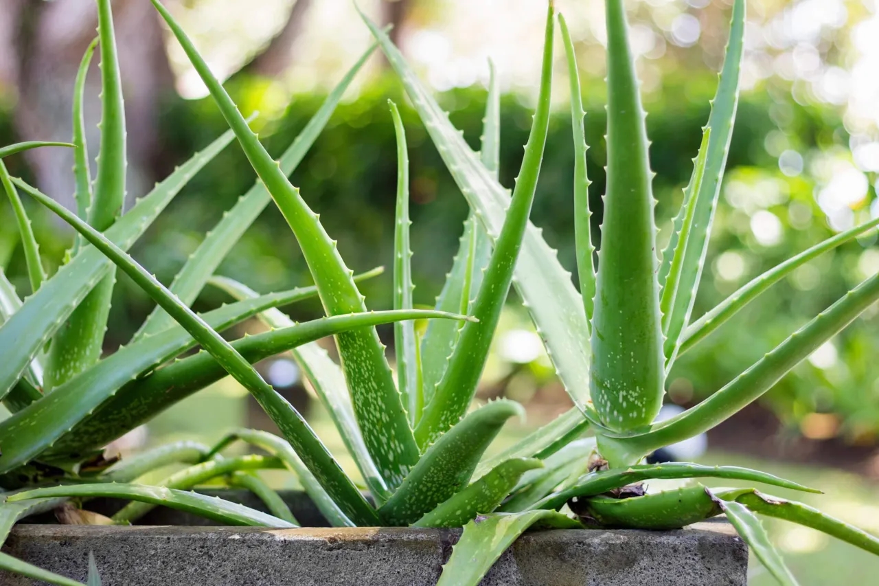 Aloes - odmiany, właściwości i zastosowanie w pielęgnacji