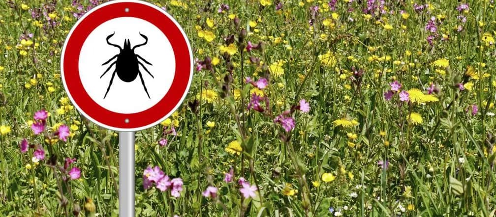 Jakich olejków nie lubią kleszcze? Odkryj naturalne repelenty